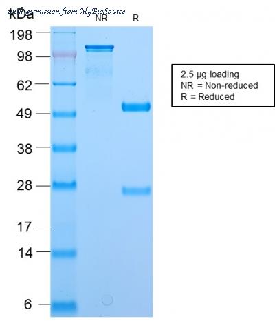 MyBioSource MBS4380754 image 2