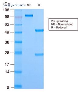 MyBioSource MBS4380759 image 2