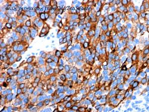 MyBioSource MBS438176 image 1