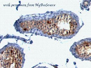 MyBioSource MBS438176 image 2