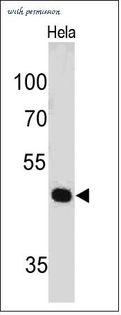 MyBioSource MBS438177 image 1