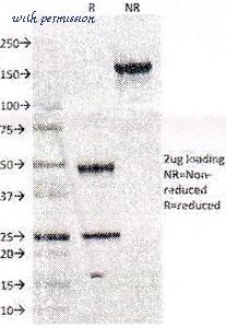 MyBioSource MBS438177 image 2