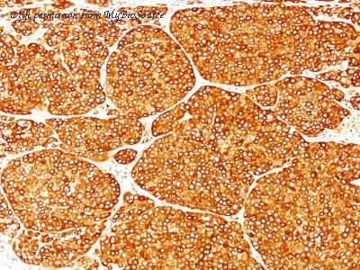 MyBioSource MBS438190 image 1