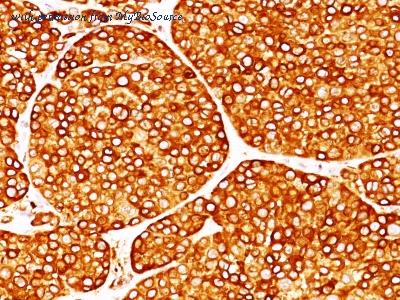 MyBioSource MBS438190 image 2