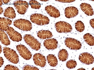 MyBioSource MBS438243 image 1