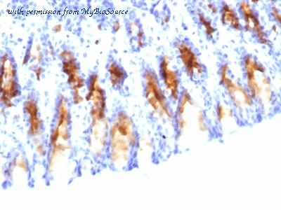 MyBioSource MBS438243 image 3