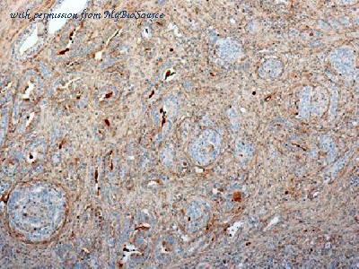 MyBioSource MBS438250 image 1
