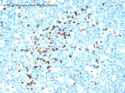 MyBioSource MBS438335 image 1