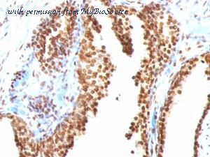 MyBioSource MBS438718 image 2