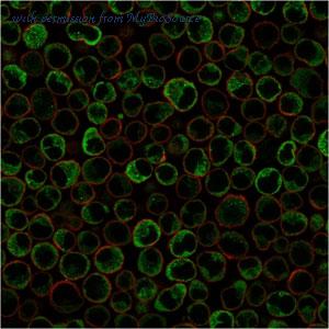 MyBioSource MBS438718 image 3