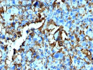 MyBioSource MBS438800 image 2