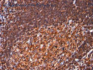 MyBioSource MBS438800 image 3