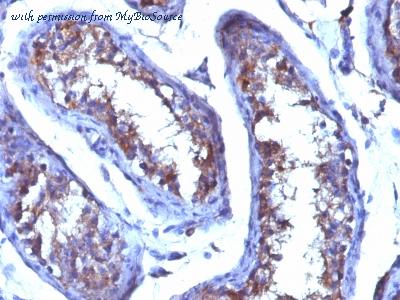 MyBioSource MBS439032 image 1