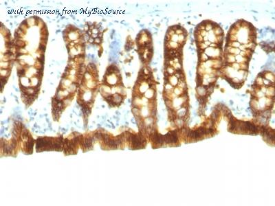 MyBioSource MBS439261 image 2
