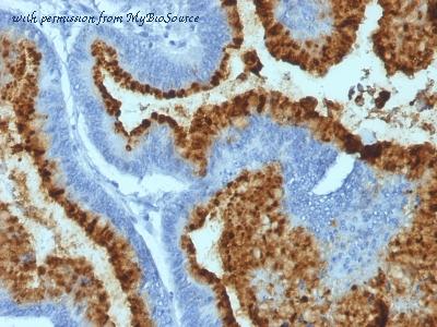 MyBioSource MBS439591 image 1