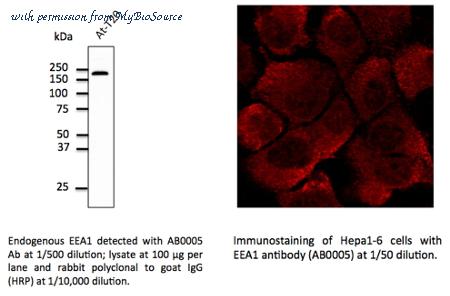 MyBioSource MBS448005 image 2