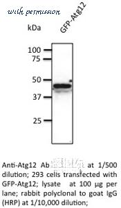 MyBioSource MBS448066 image 2