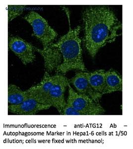 MyBioSource MBS448066 image 3