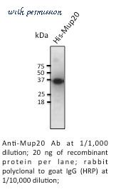 MyBioSource MBS448104 image 2
