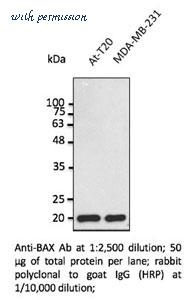 MyBioSource MBS448116 image 2