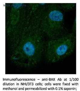 MyBioSource MBS448116 image 3