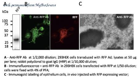 MyBioSource MBS448122 image 2