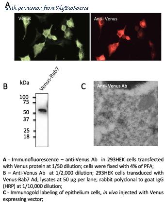 MyBioSource MBS448126 image 2
