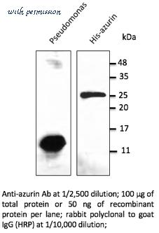 MyBioSource MBS448134 image 2