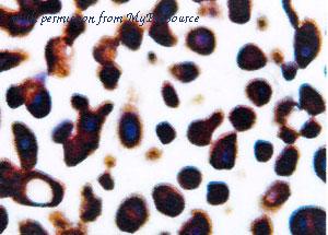 MyBioSource MBS460113 image 1