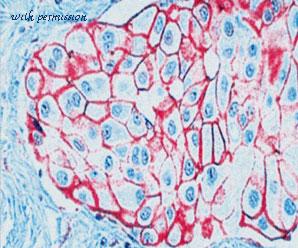 MyBioSource MBS460465 image 1