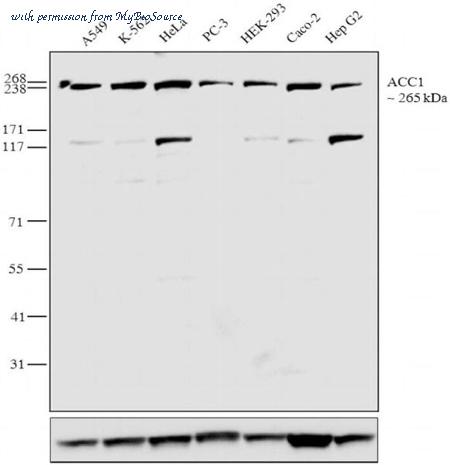 MyBioSource MBS460475 image 1
