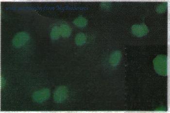 MyBioSource MBS460481 image 1