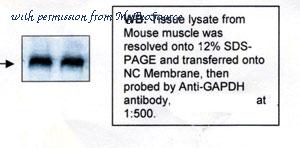 MyBioSource MBS460635 image 1