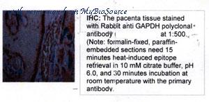 MyBioSource MBS460635 image 2