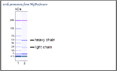 MyBioSource MBS468032 image 2