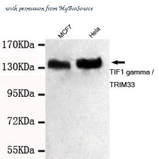 MyBioSource MBS475035 image 1