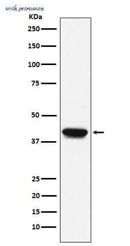 MyBioSource MBS4751397 image 1