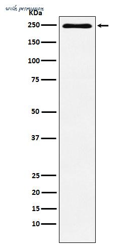 MyBioSource MBS4751406 image 1