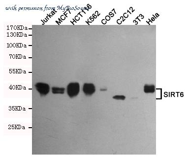 MyBioSource MBS475406 image 1