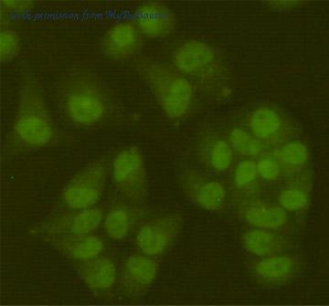 MyBioSource MBS475406 image 2