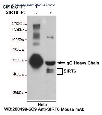 MyBioSource MBS475406 image 3