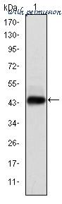 MyBioSource MBS476143 image 1
