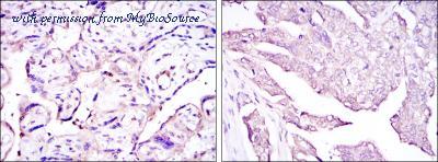 MyBioSource MBS476143 image 2