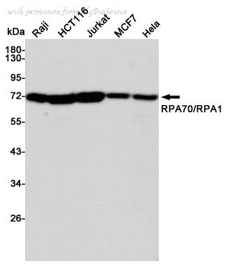 MyBioSource MBS476285 image 1