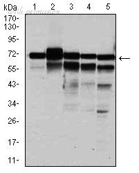 MyBioSource MBS476285 image 2
