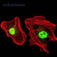 MyBioSource MBS476285 image 3