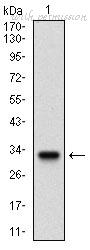 MyBioSource MBS476418 image 1