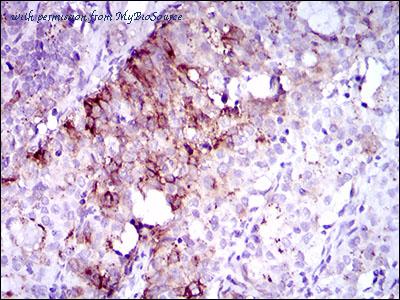 MyBioSource MBS476418 image 2