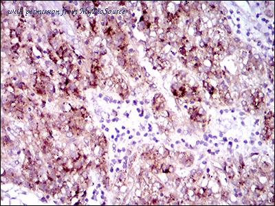 MyBioSource MBS476418 image 3
