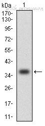 MyBioSource MBS476572 image 1